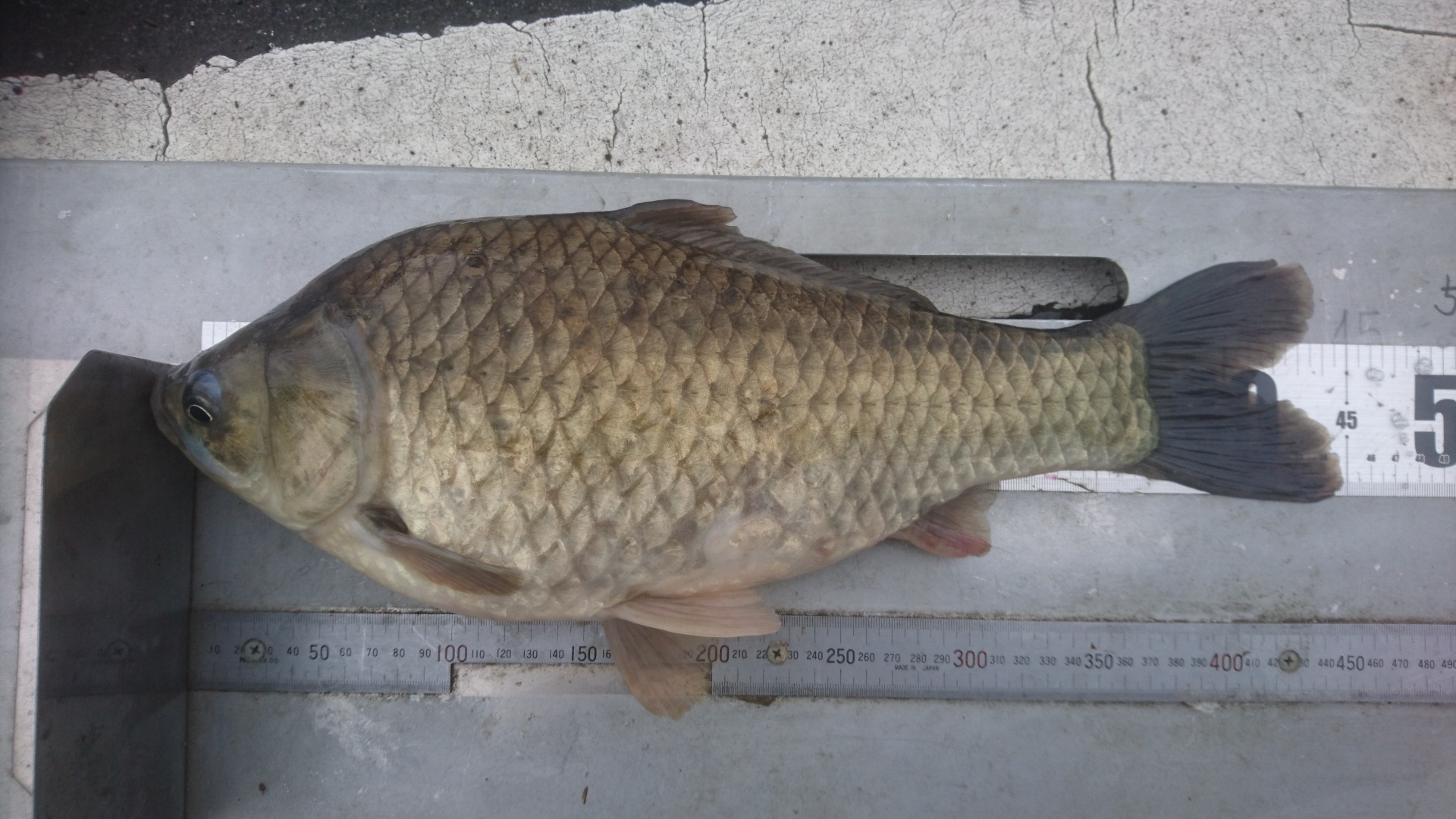 19年07月 山中湖 釣り船 きくすい へらぶな ブラックバス ワカサギ釣果情報