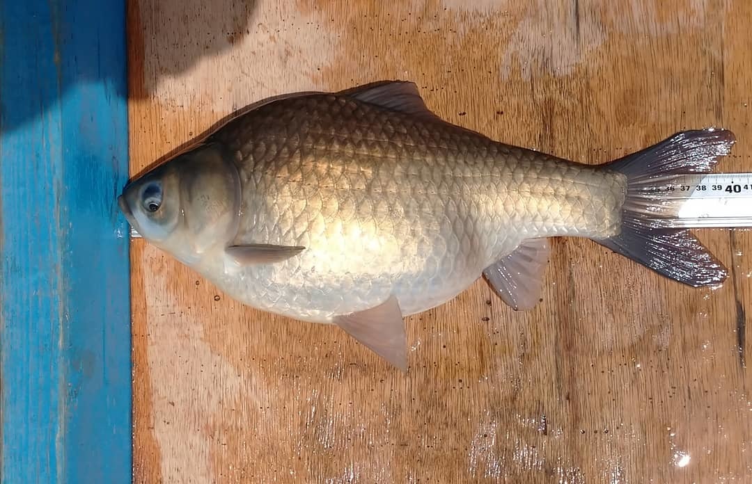 営業再開 へらぶな へら鮒 へら鮒釣り 山中湖 釣り船 きくすい へらぶな ブラックバス ワカサギ釣果情報